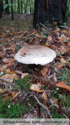 Boletus calopus