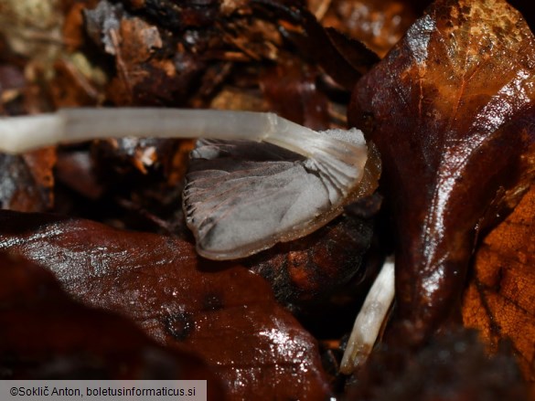 Psathyrella corrugis