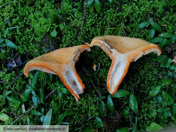 Lactarius deterrimus