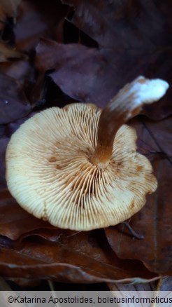 Gymnopilus penetrans