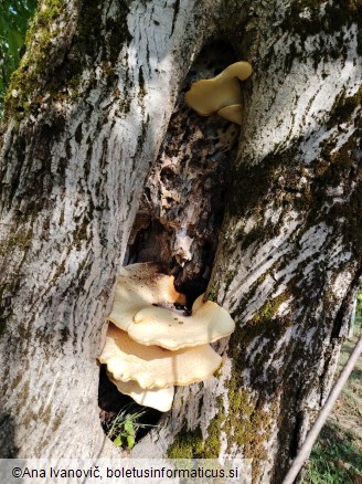 Pholiota squarrosa