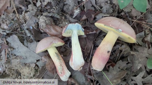 Butyriboletus fuscoroseus