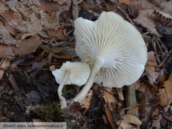 Infundibulicybe trulliformis