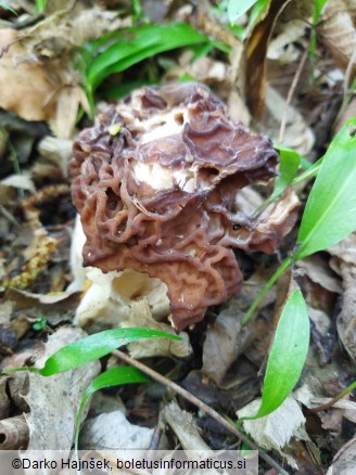 Gyromitra esculenta
