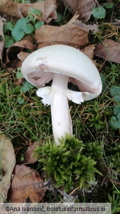 Agaricus campestris