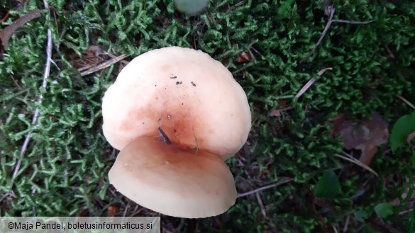 Lactarius volemus