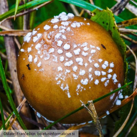 Amanita pantherina