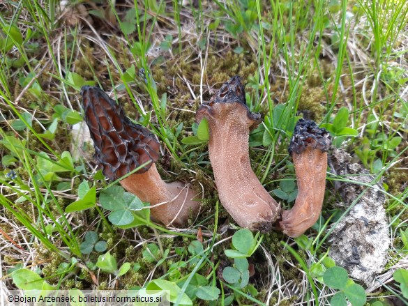 Morchella deliciosa