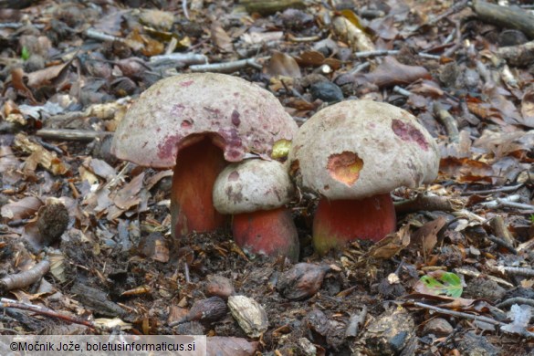 Rubroboletus legaliae