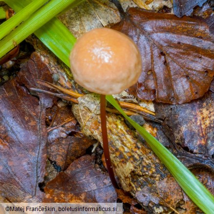 Mycetinis scorodonius