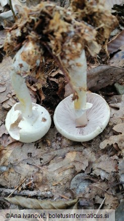 Cystoagaricus silvestris