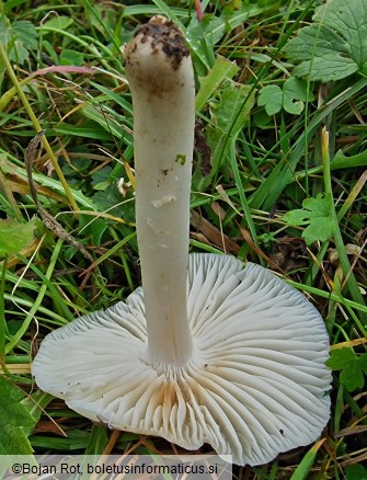 Cuphophyllus fornicatus