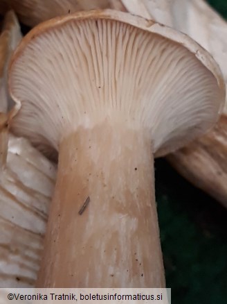 Infundibulicybe geotropa