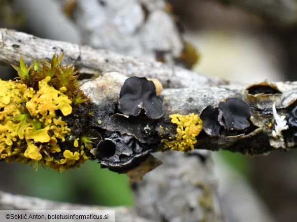 Sclerencoelia fraxinicola