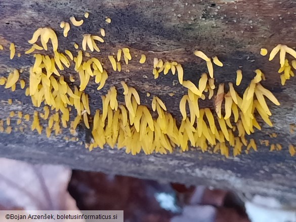 Calocera cornea