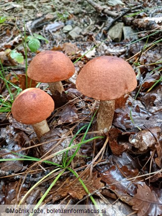 Leccinum aurantiacum