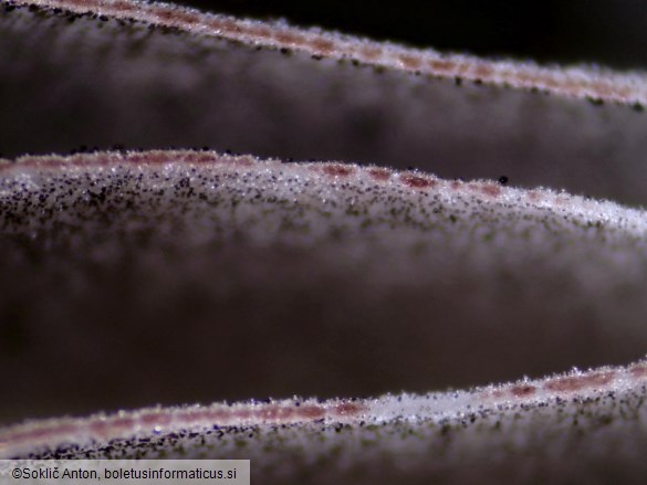 Psathyrella corrugis