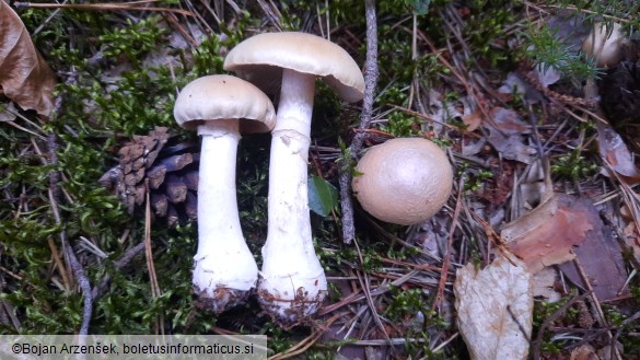 Cortinarius caperatus