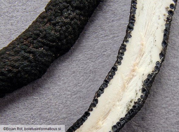 Xylaria longipes