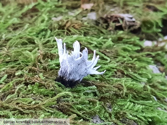 Xylaria hypoxylon