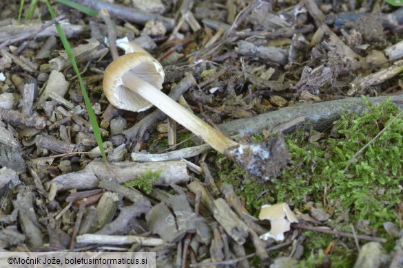 Psathyrella senex