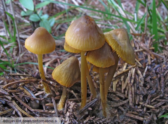 Mycena aurantiomarginata