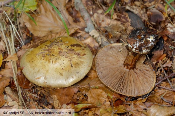 Cortinarius anserinus