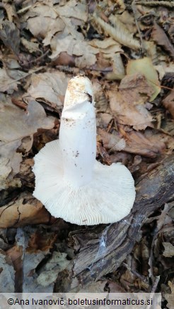 Russula virescens