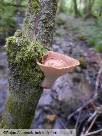 Polyporus tuberaster