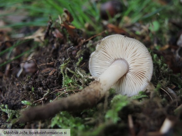 Phaeocollybia lugubris