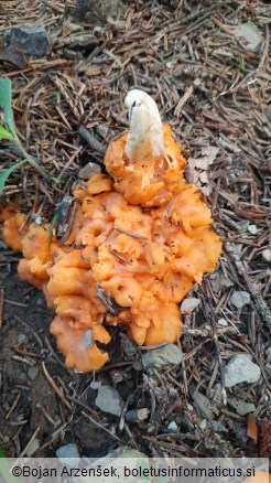 Cantharellus friesii