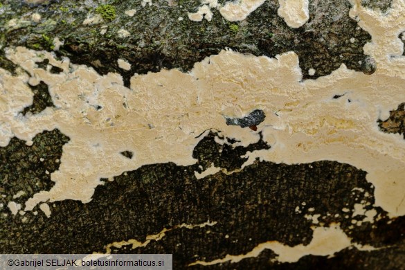Xylodon flaviporus