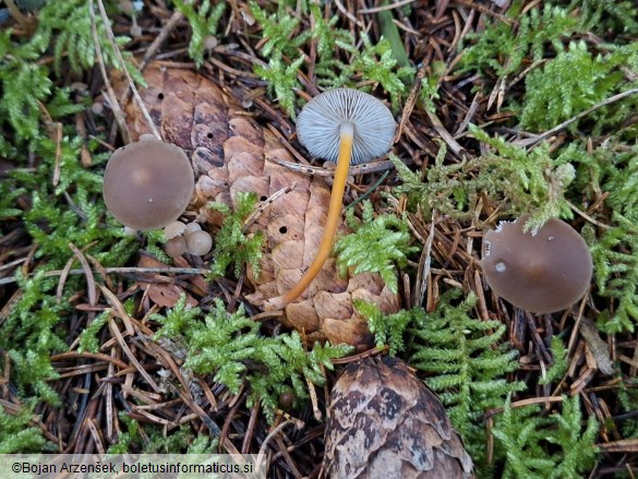 Strobilurus esculentus