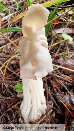 Helvella crispa