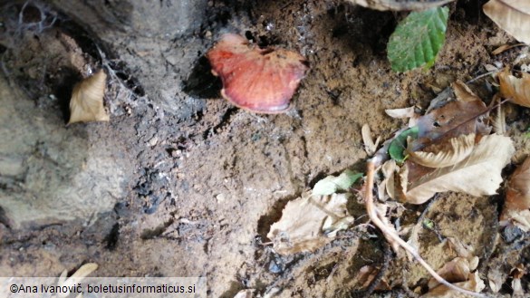 Fistulina hepatica