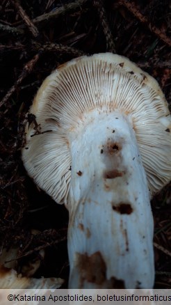 Russula foetens