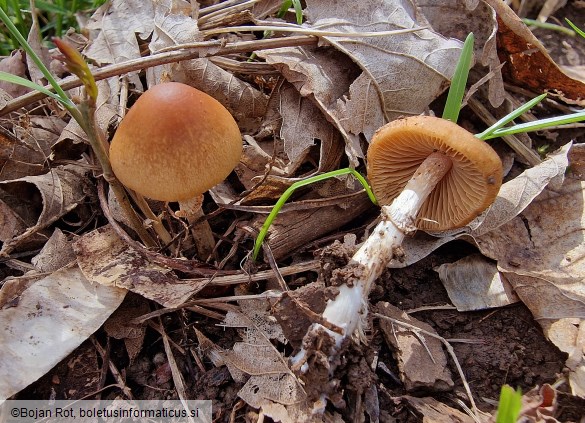 Conocybe aporos