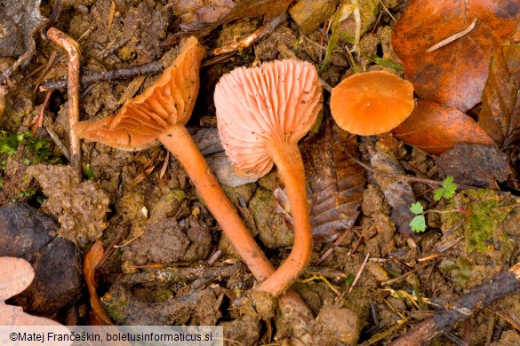 Laccaria laccata