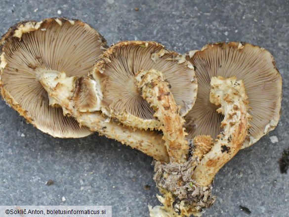 Pholiota squarrosoides