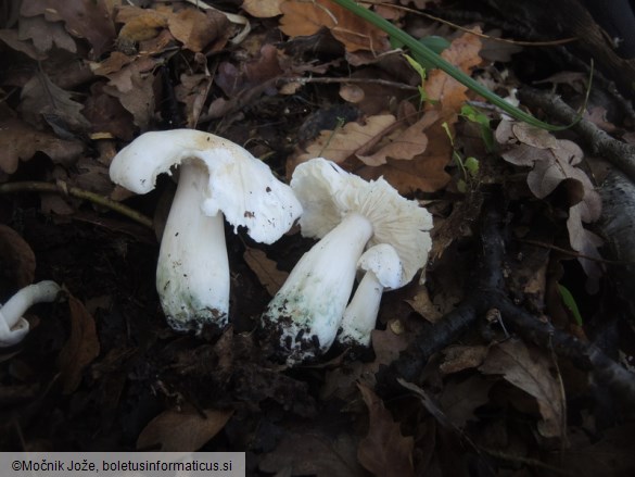 Tricholoma columbetta