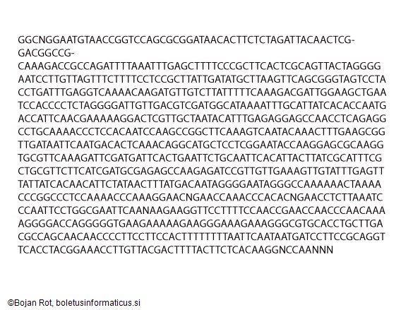 Cuphophyllus flavipes