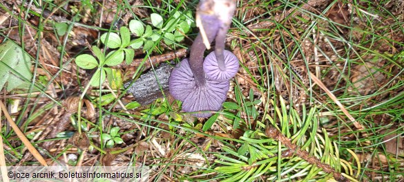 Laccaria amethystina