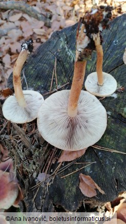 Hypholoma sublateritium