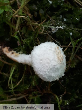 Cystolepiota pulverulenta