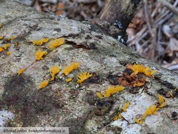 Calocera furcata