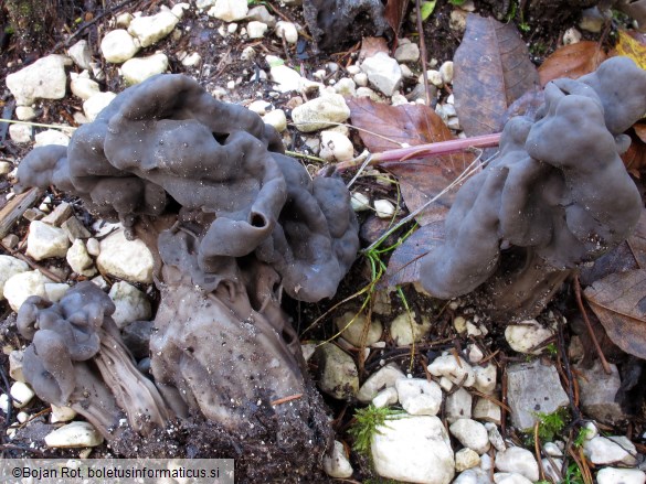 Helvella lacunosa