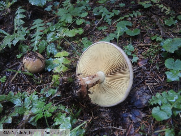 Cortinarius odorifer