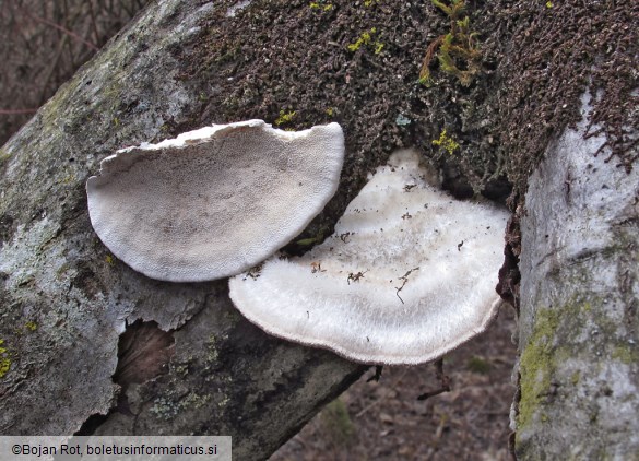 Trametes pubescens