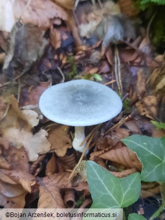 Clitocybe odora