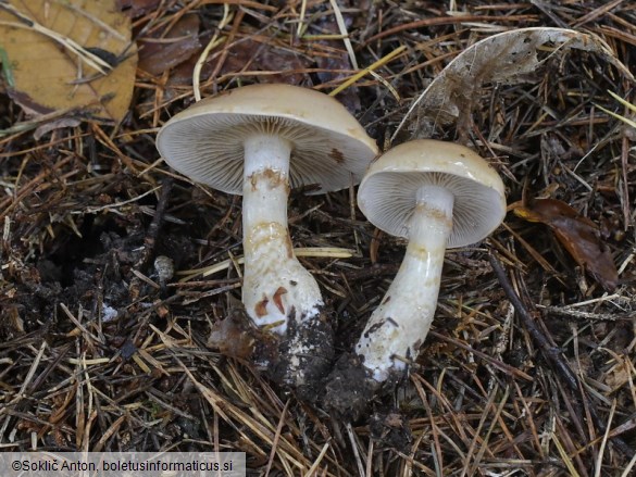 Cortinarius cliduchus
